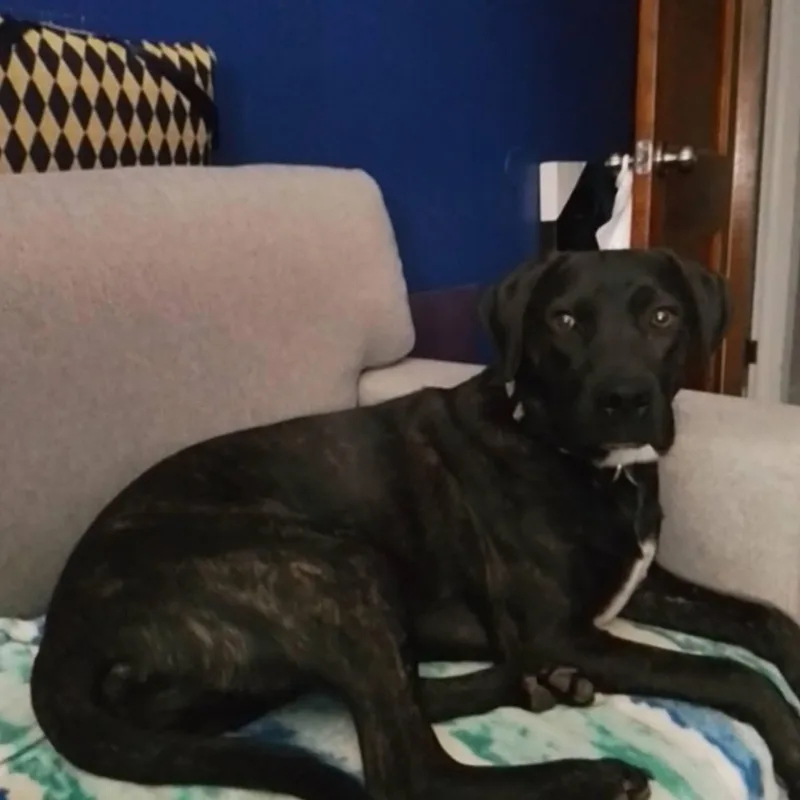 Brindle thumbnail 2