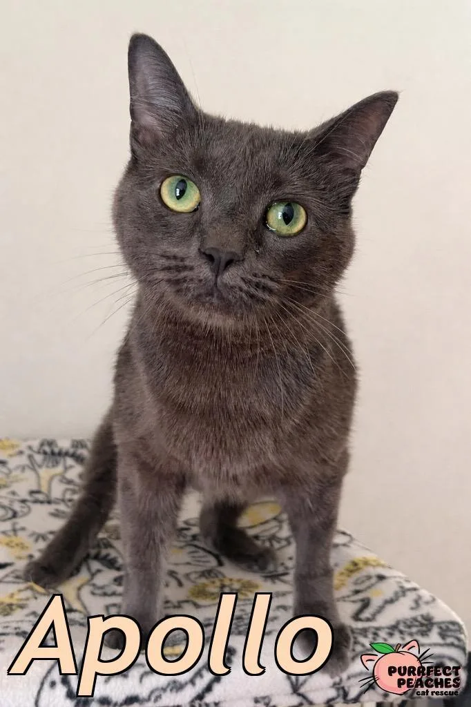A young medium-sized male Russian Blue cat named Apollo for adoption in Douglasville, GA