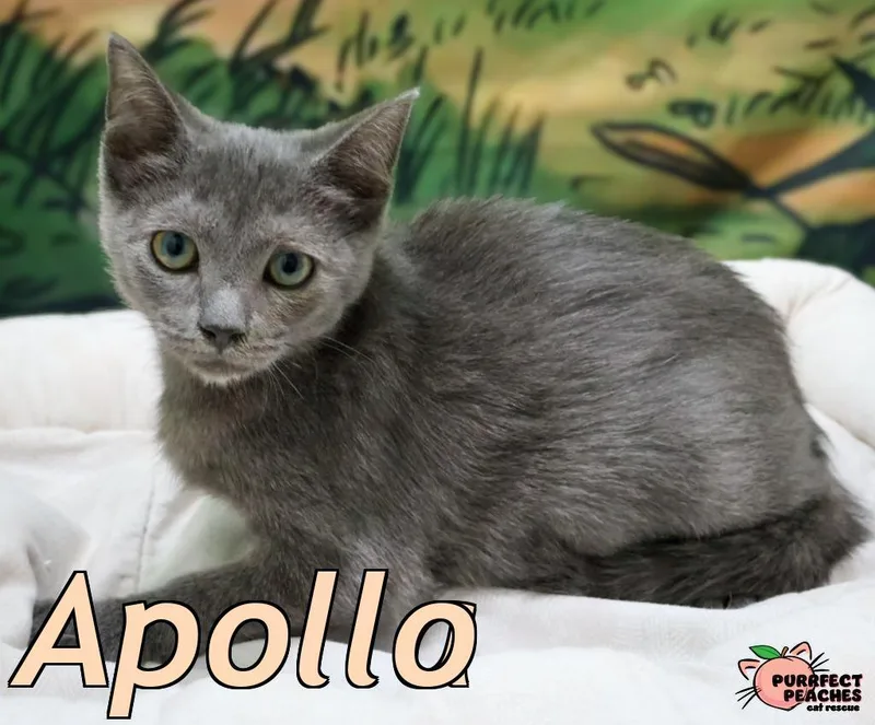 Apollo thumbnail 2