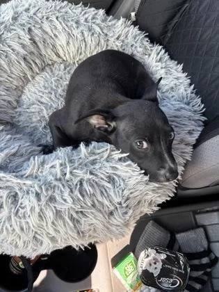 A baby small-sized female Mixed Breed dog named Wilhelmina for adoption in Chamblee, GA