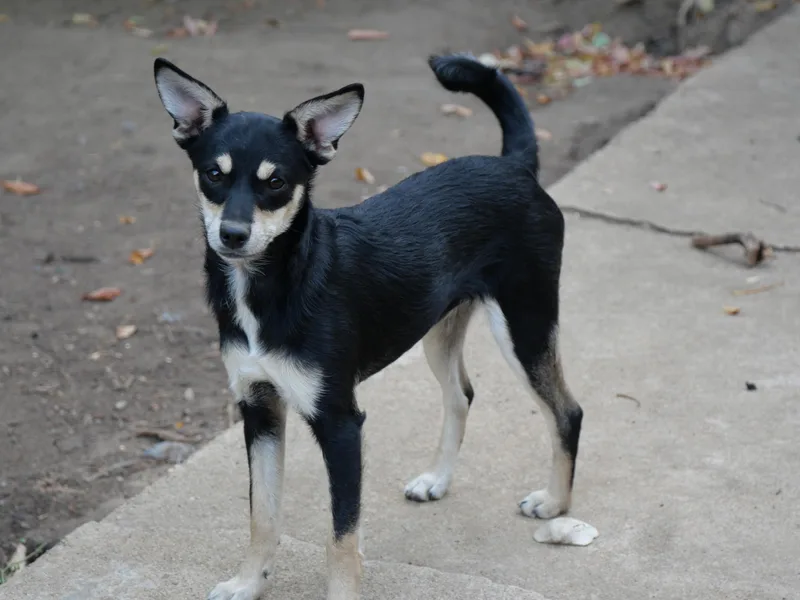 A baby small-sized female Rat Terrier dog named Rosa for adoption in Boulder, CO