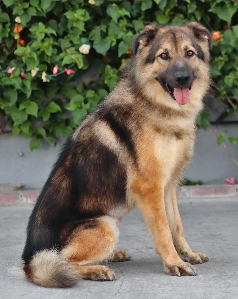 A young large-sized male Sable German Shepherd Dog dog named Oso von Otting for adoption in Los Angeles, CA