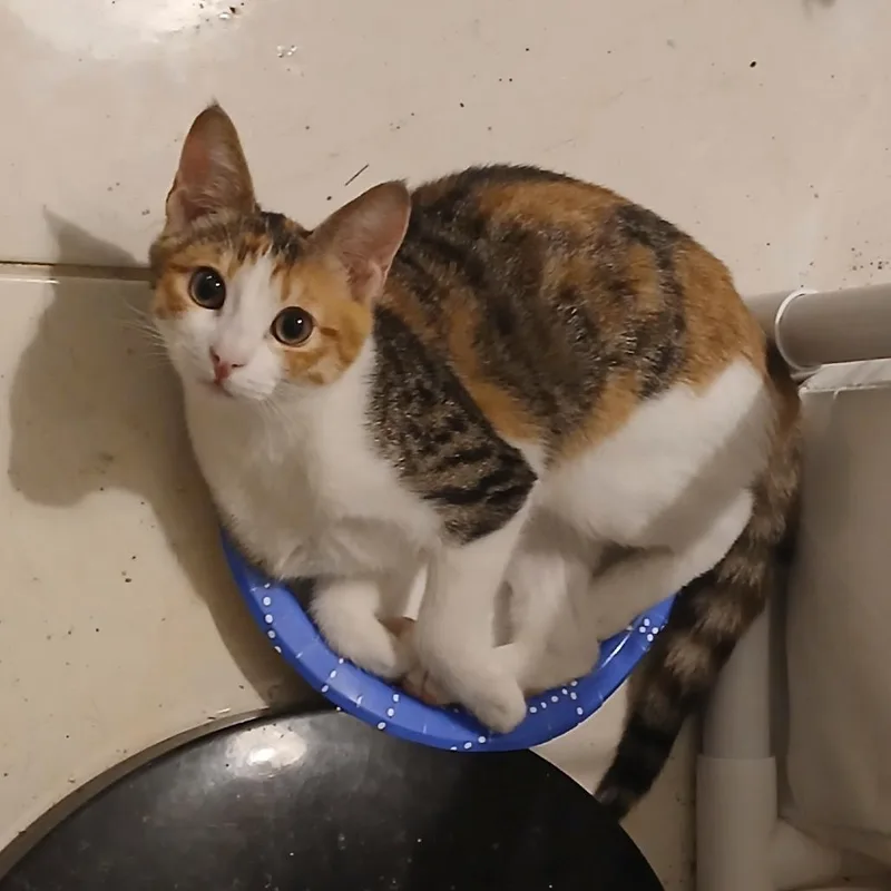 A young small-sized female Calico Domestic Short Hair cat named Serenity for adoption in Fairfax, VA