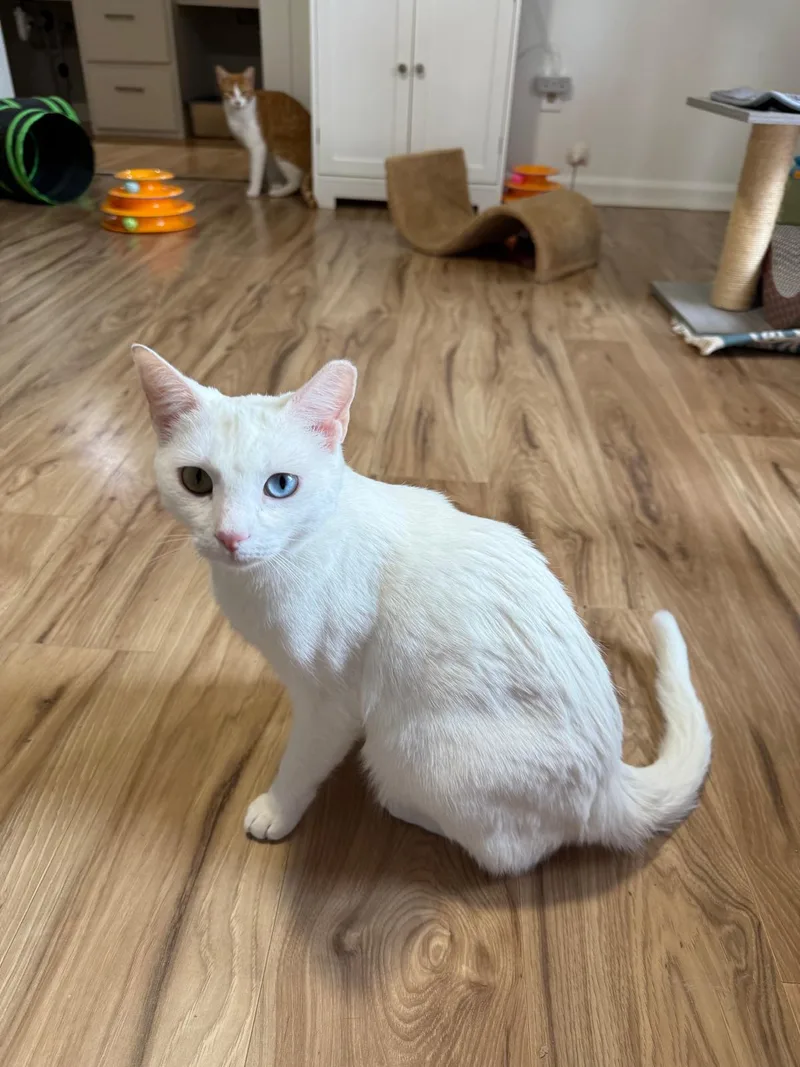 Airy (bonded with Tai) thumbnail 3