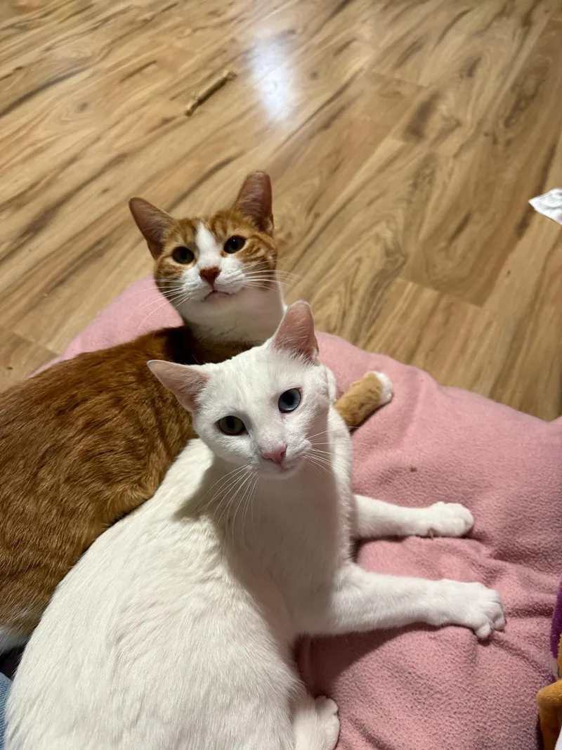 Airy (bonded with Tai) thumbnail 4