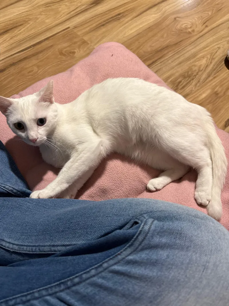 Airy (bonded with Tai) thumbnail 6