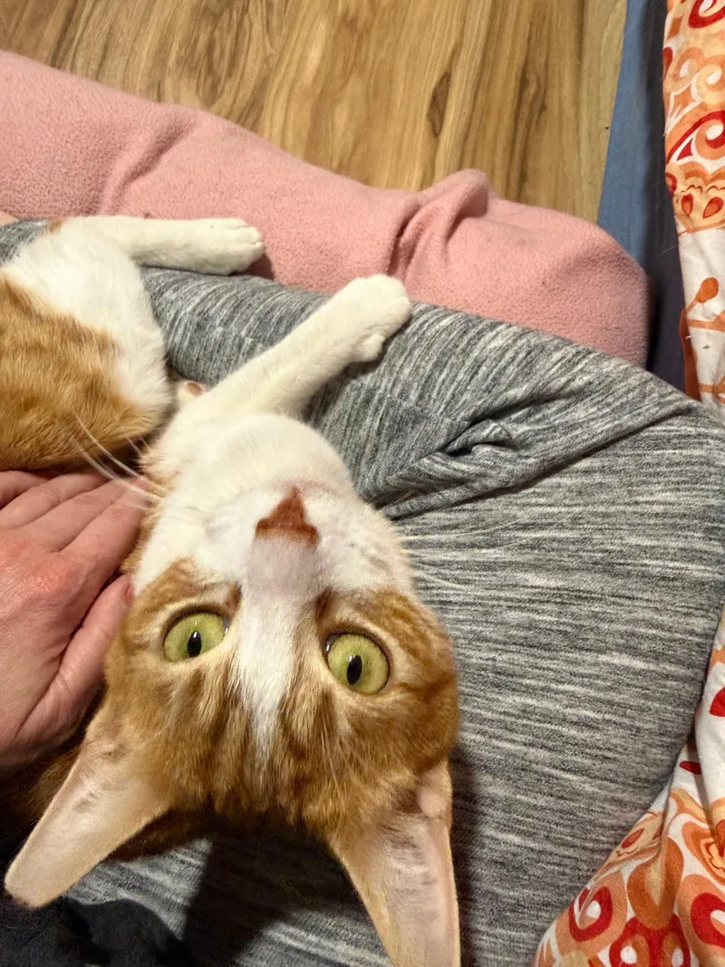 Tai (bonded with Airy)