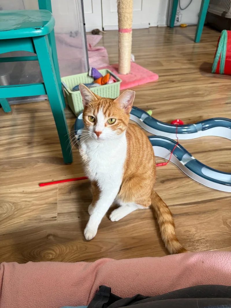 Tai (bonded with Airy) thumbnail 7