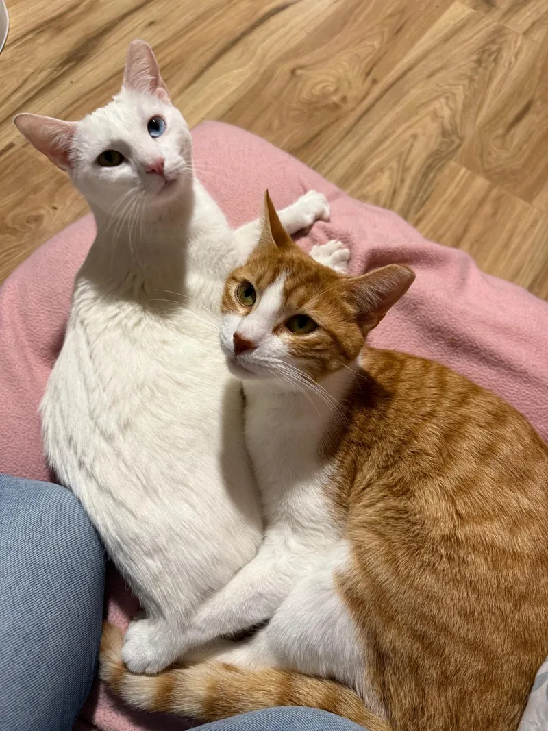 Tai (bonded with Airy) thumbnail 4