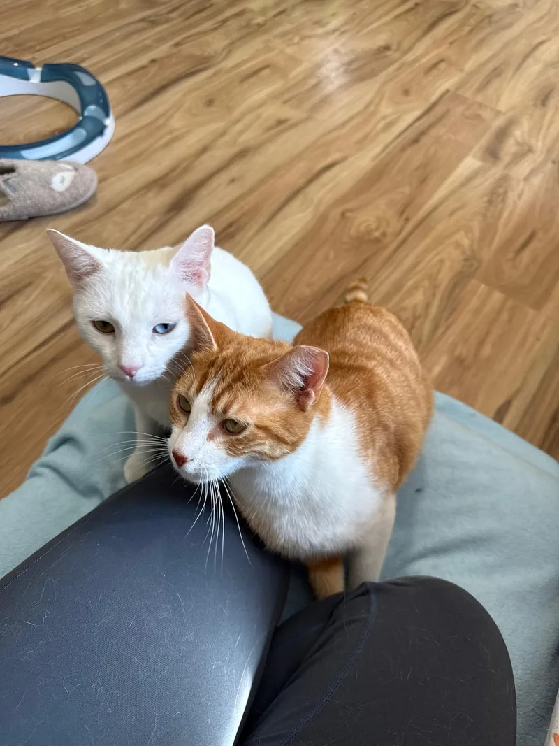 Tai (bonded with Airy) thumbnail 6