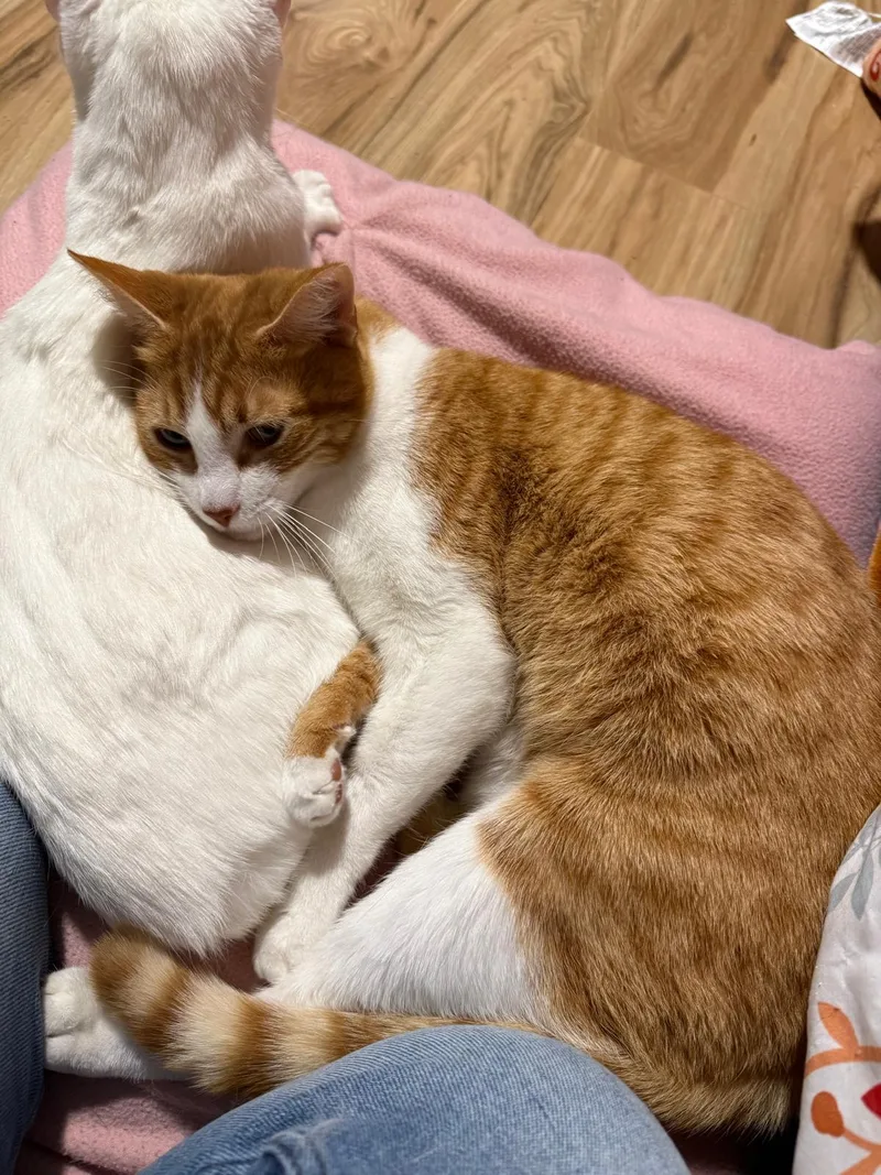 Tai (bonded with Airy) thumbnail 5