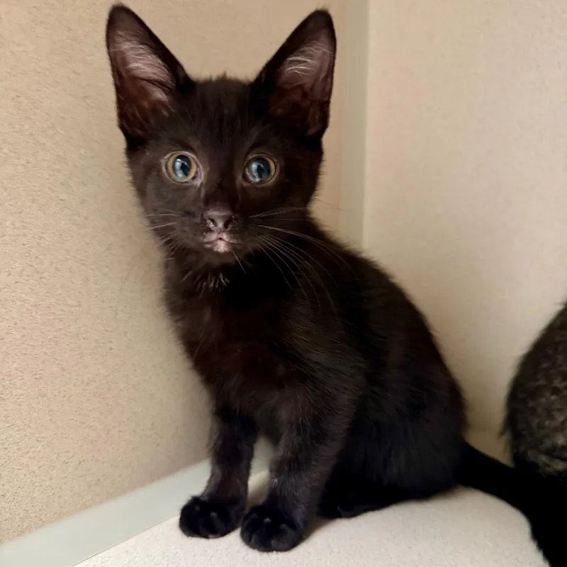 A baby small-sized female Domestic Short Hair cat named Takis for adoption in Great Falls, MT