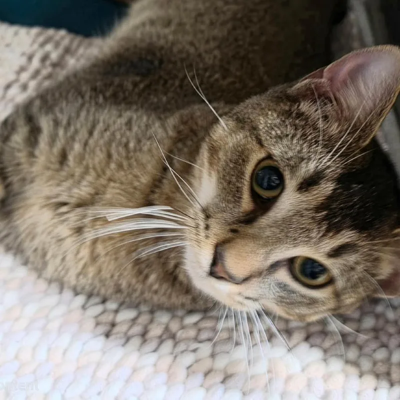 A young medium-sized male Gray / Blue / Silver Domestic Short Hair cat named Chalupa for adoption in Naperville, IL