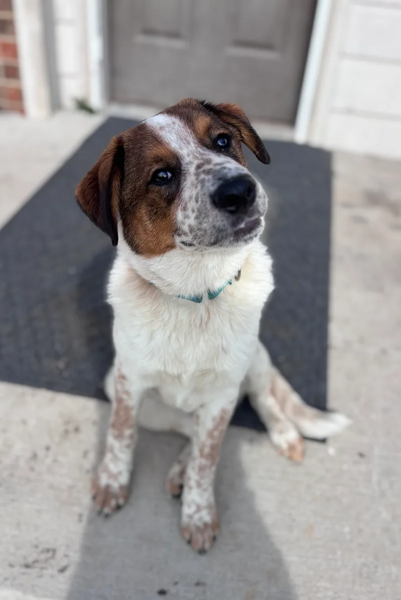 A young small-sized male Brown Australian Cattle Dog / Blue Heeler dog named Gambler for adoption in Argyle, TX