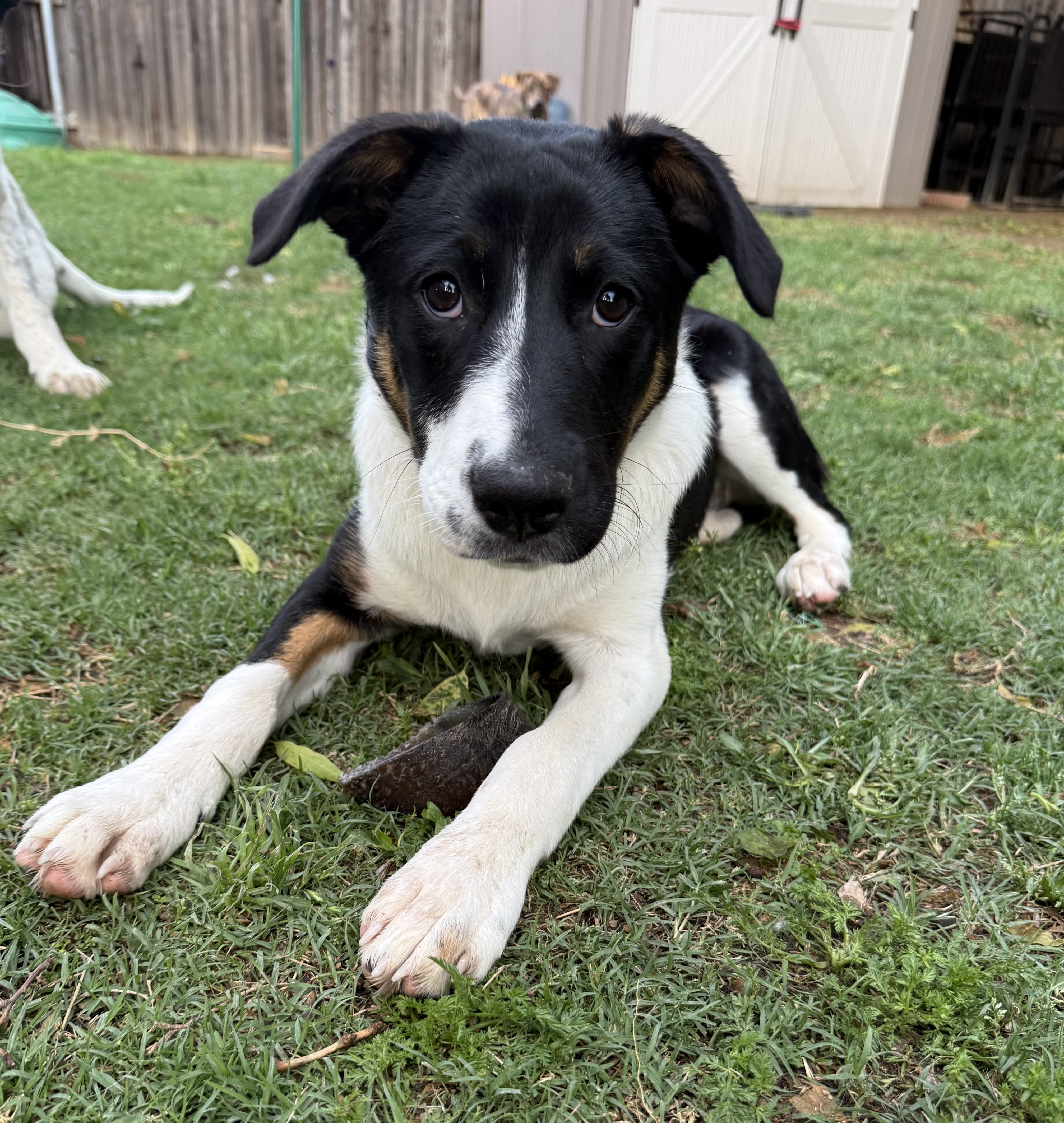 A young small-sized female Black White Australian Cattle Dog / Blue Heeler dog named Glory for adoption in Argyle, TX