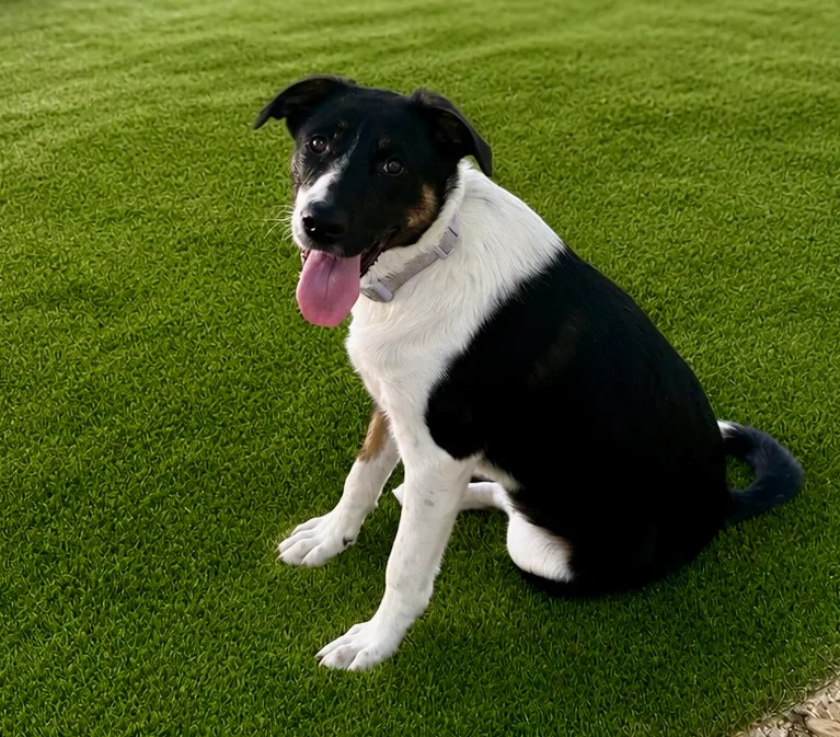 A young small-sized female Black White Australian Cattle Dog / Blue Heeler dog named Glory for adoption in Burleson, TX
