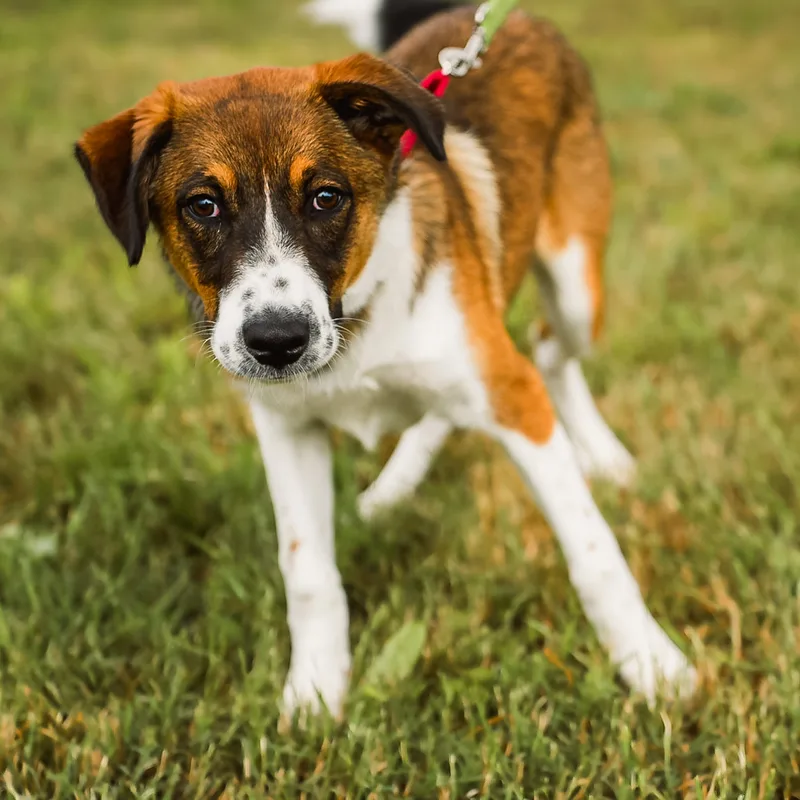 A young small-sized female brown Australian Cattle Dog / Blue Heeler dog named Gracie for adoption in Argyle, TX