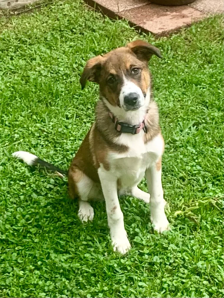 A young small-sized female brown Australian Cattle Dog / Blue Heeler dog named Gracie for adoption in Argyle, TX