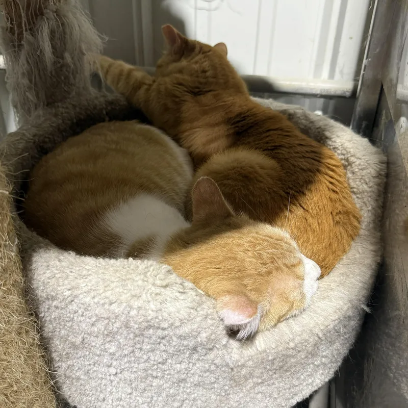 An adult medium-sized male Domestic Short Hair cat named Flounder for adoption in De Soto, IA