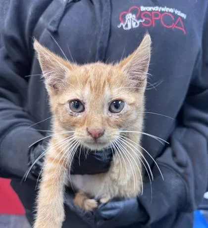 A baby medium-sized male Domestic Short Hair cat named Pumpkin Spice for adoption in West Chester, PA