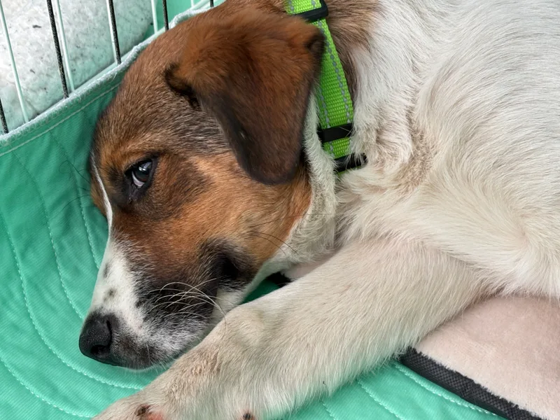 Giovanni thumbnail 4