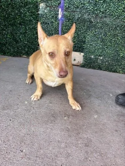 A baby small-sized male Yellow / Tan / Blond / Fawn Mixed Breed dog named 61630012 for adoption in El Paso, TX