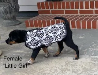 Little Girl thumbnail 2