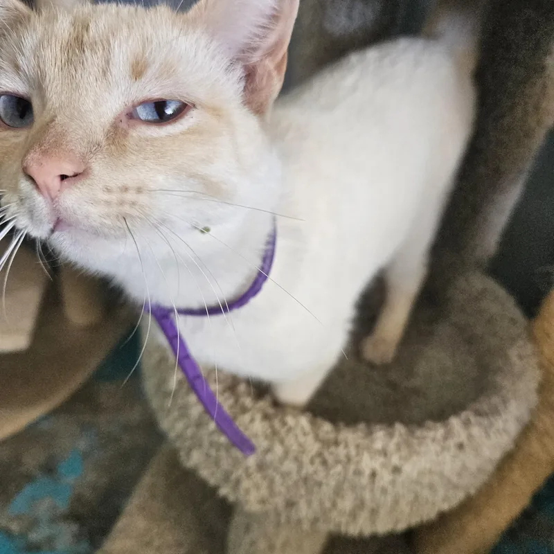 Princess Leia thumbnail 2