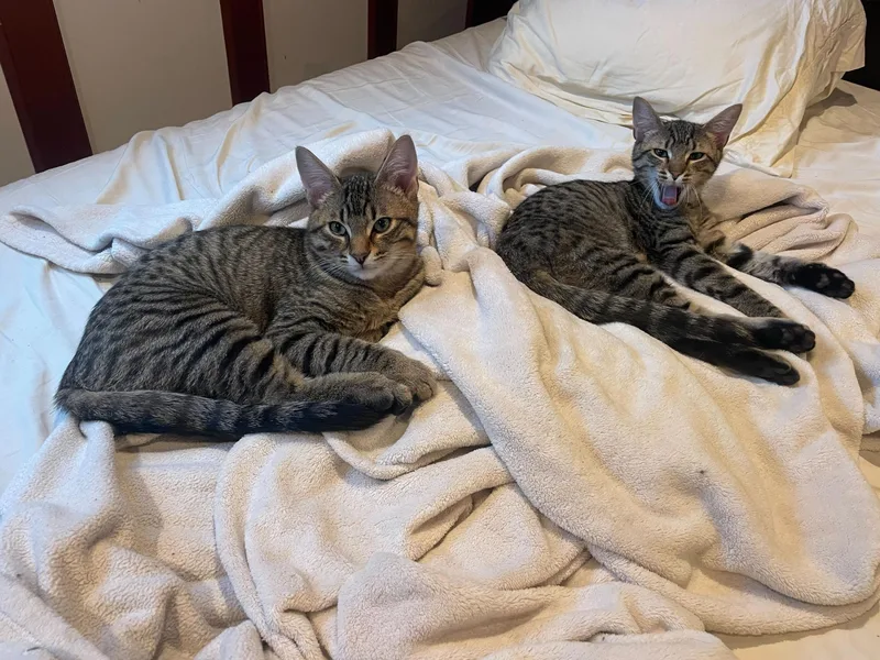 Toulouse And Berlioz thumbnail 2