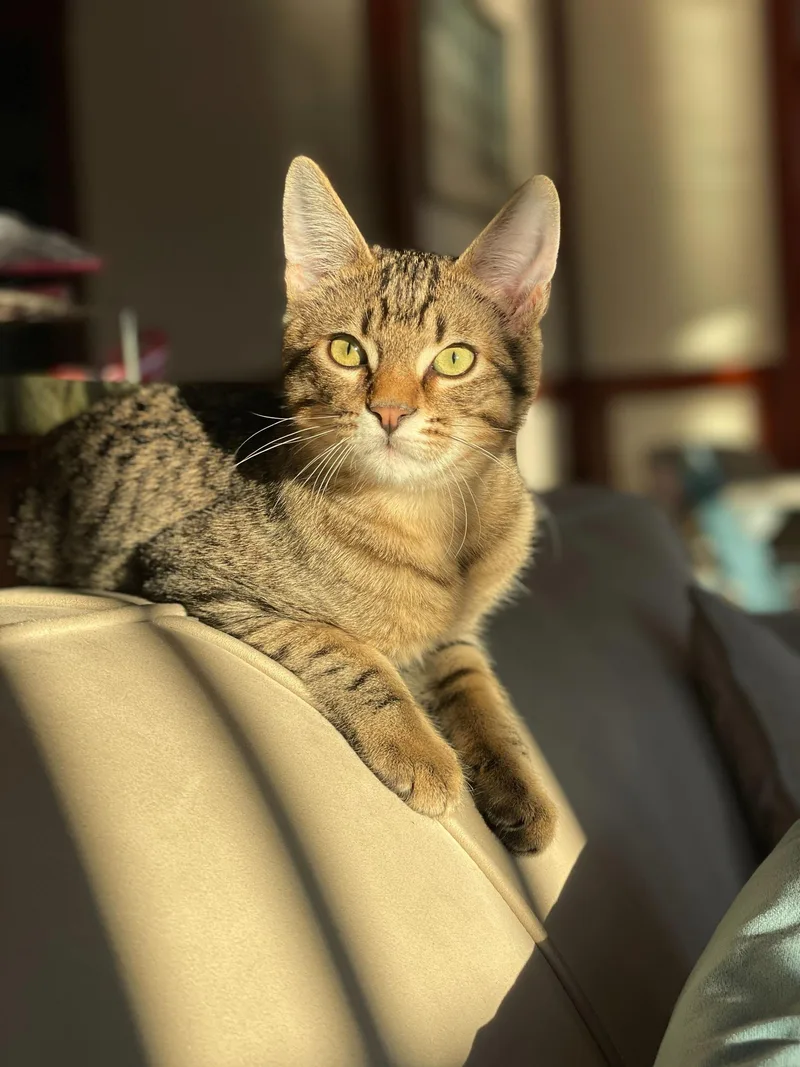 Toulouse And Berlioz thumbnail 3