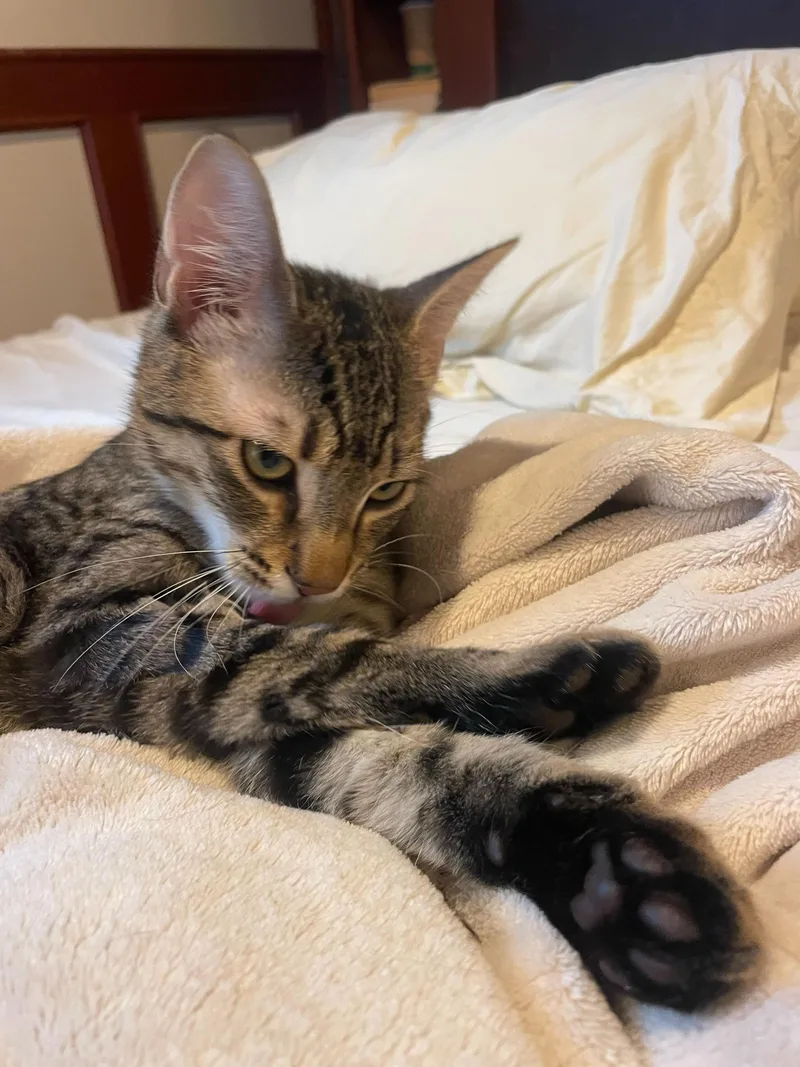 Toulouse And Berlioz thumbnail 4