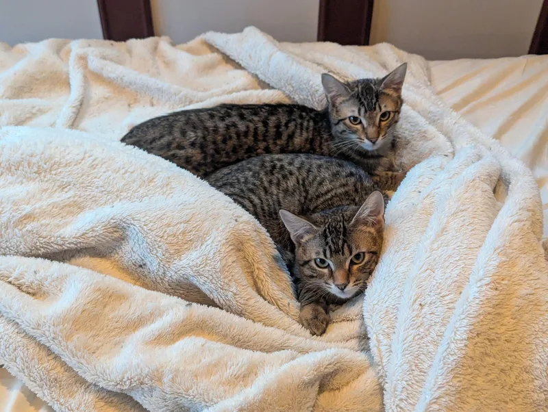 Toulouse And Berlioz thumbnail 5