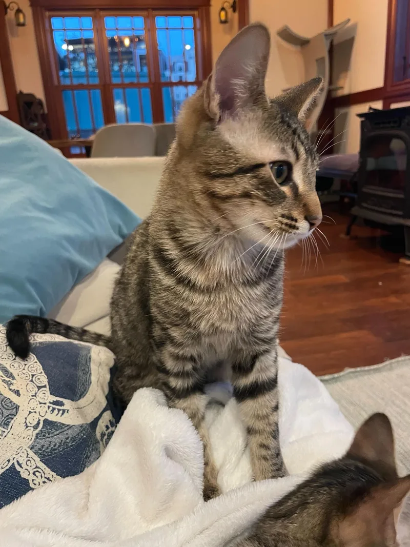 Toulouse And Berlioz thumbnail 6