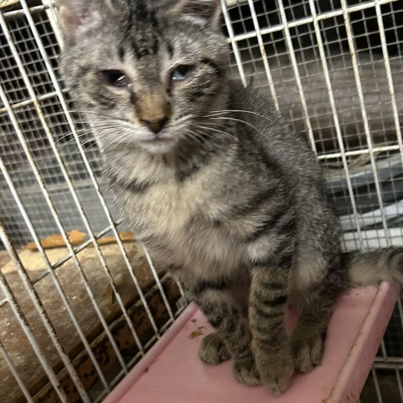 Shedrick thumbnail 2