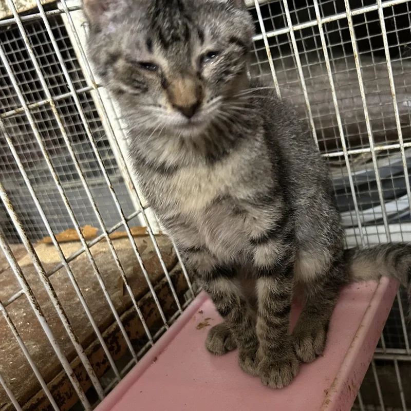 Shedrick thumbnail 3