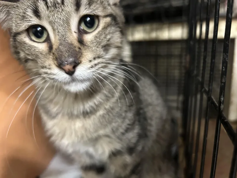 Shedrick thumbnail 4