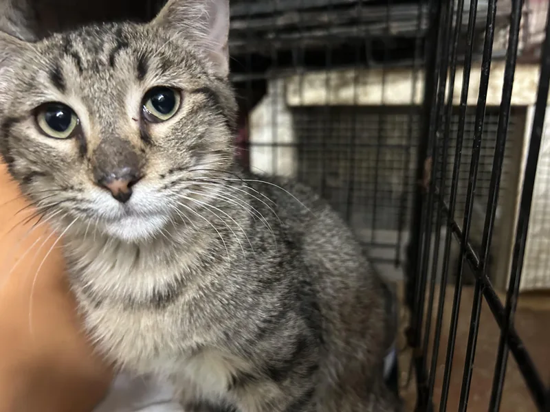 Shedrick thumbnail 5