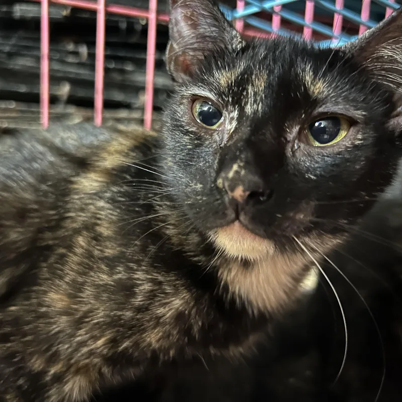 Cattarina thumbnail 2