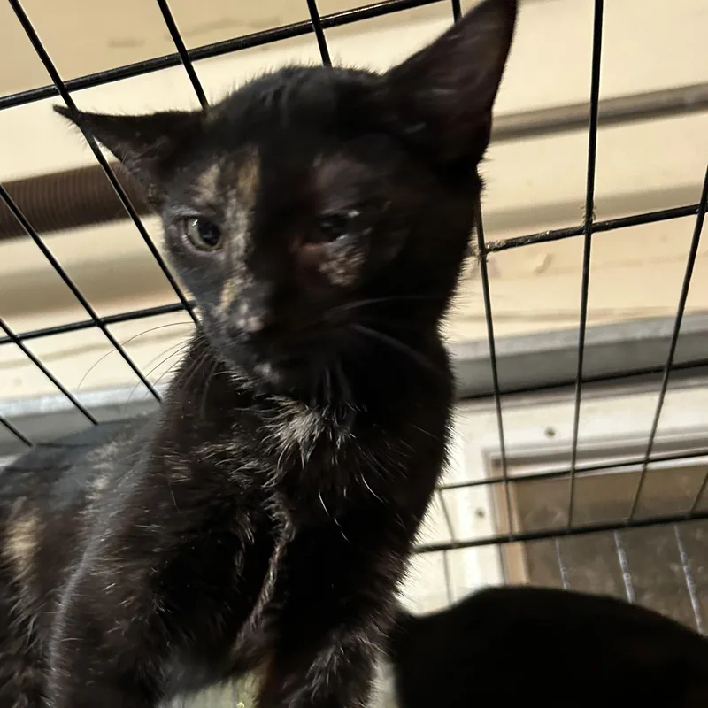 Cattarina thumbnail 3