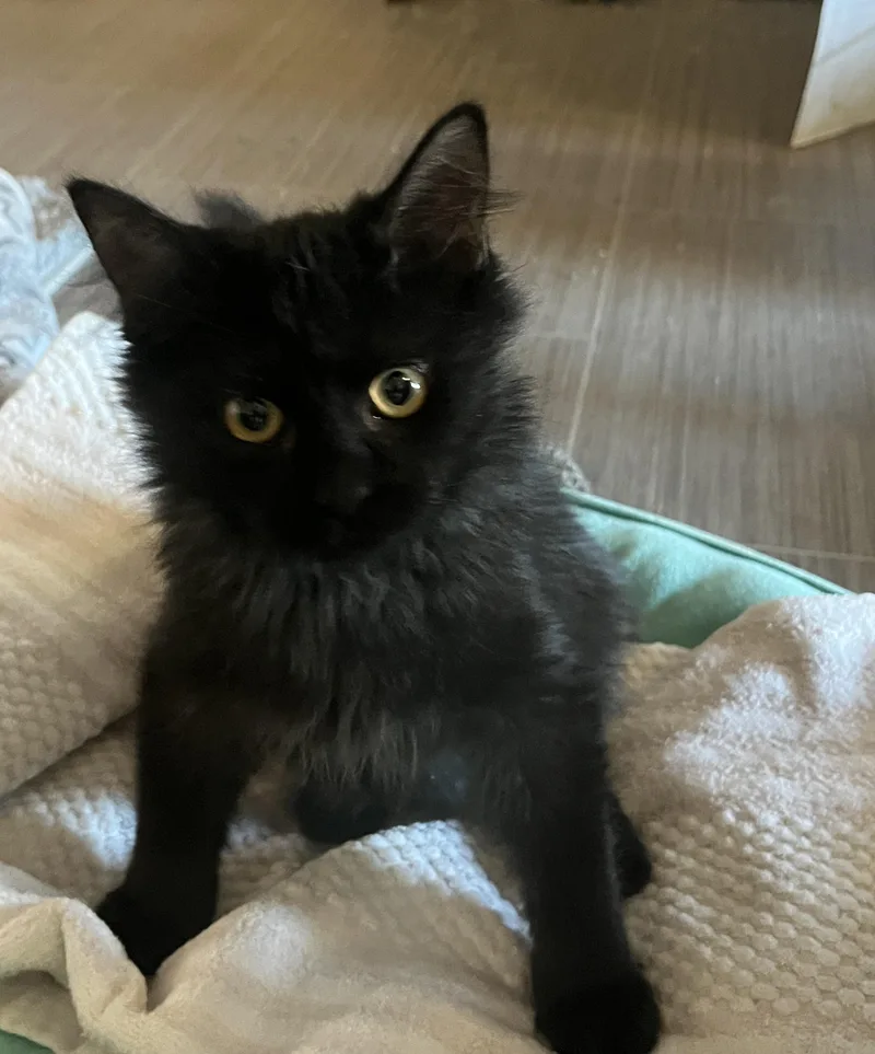 Parker Tree thumbnail 2