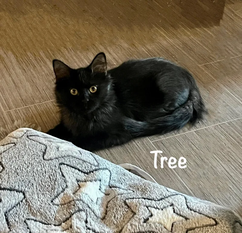 Parker Tree thumbnail 3