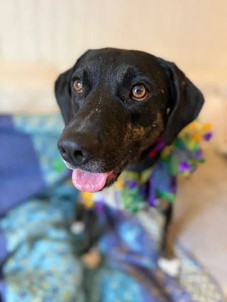 Moondancer thumbnail 2