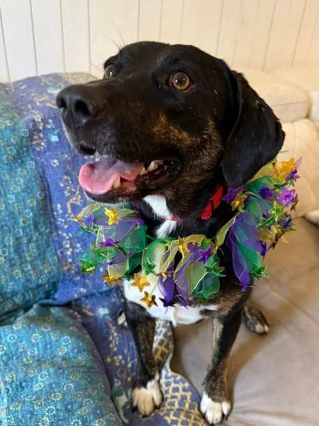 Moondancer thumbnail 4