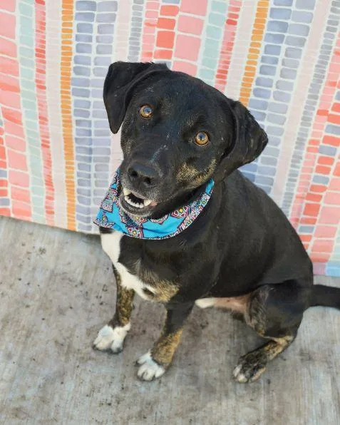 Moondancer thumbnail 5