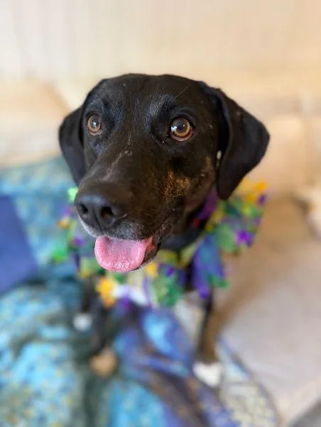 Moondancer thumbnail 6