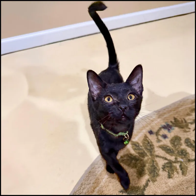 Cadberry thumbnail 2