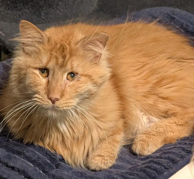An adult medium-sized male Orange / Red Domestic Long Hair cat named Charles for adoption in Pompano Beach, FL