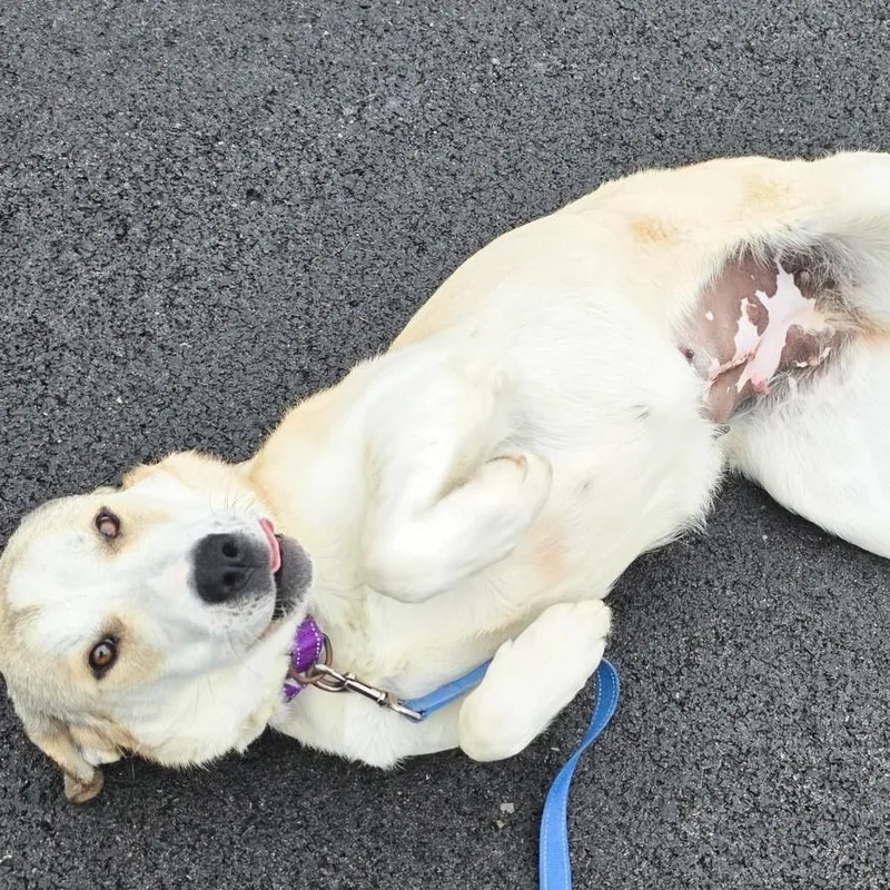 Champange thumbnail 2