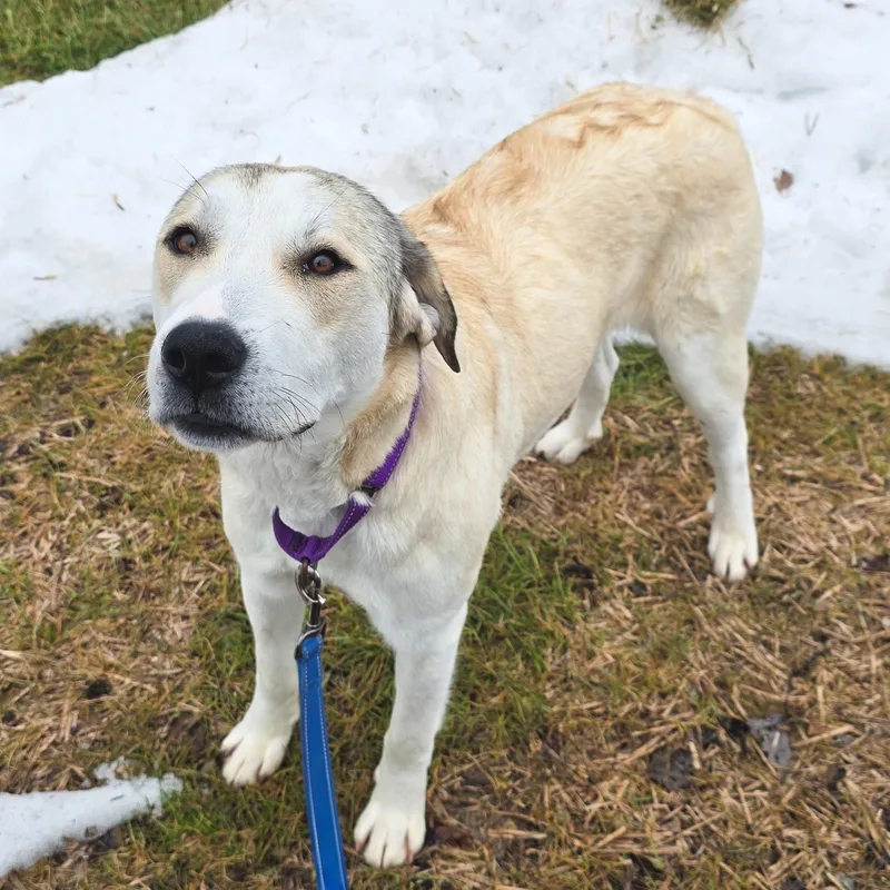 Champange thumbnail 3