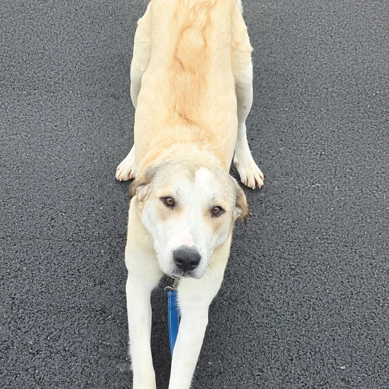 Champange thumbnail 4